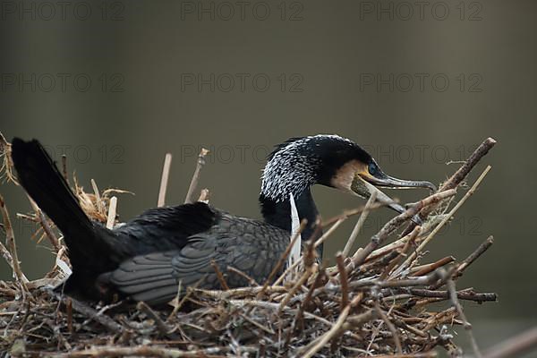 Great cormorant,