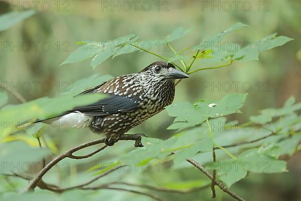 Spotted nutcracker,