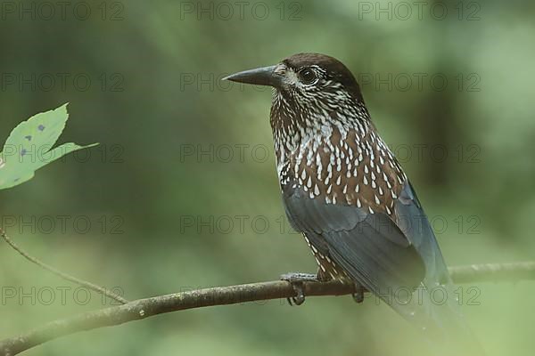 Spotted nutcracker,