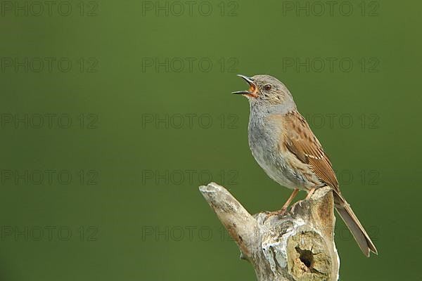 Singing Dunnock,