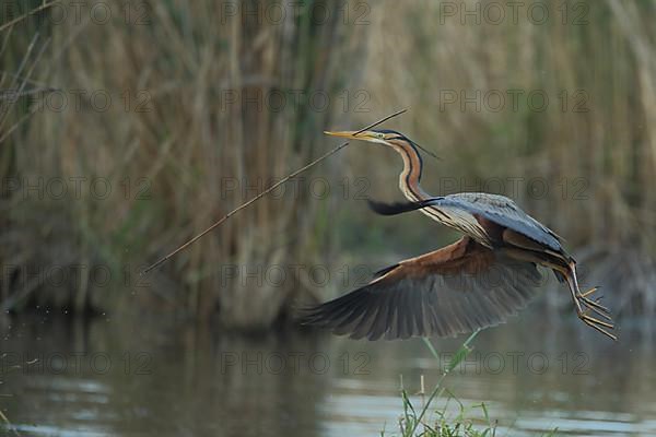 Purple heron,