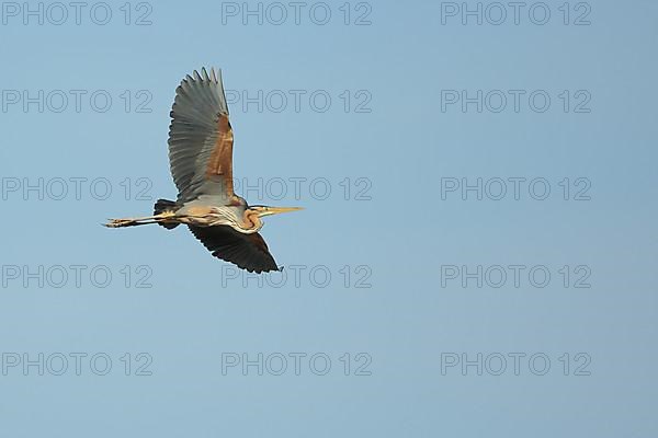 Purple heron,