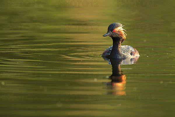 Swimming black-necked grebe,