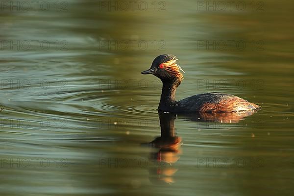 Swimming black-necked grebe,