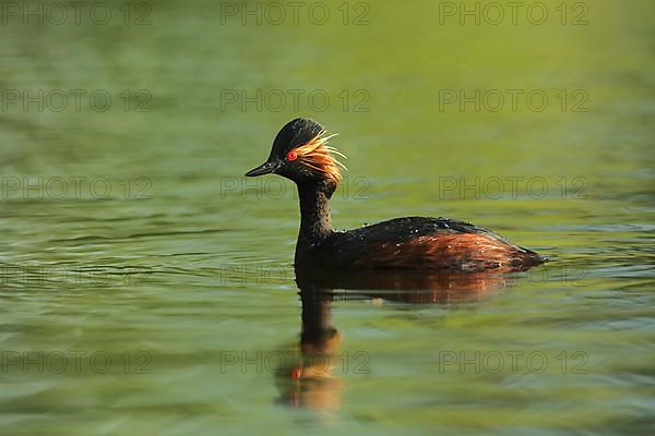 Swimming black-necked grebe,