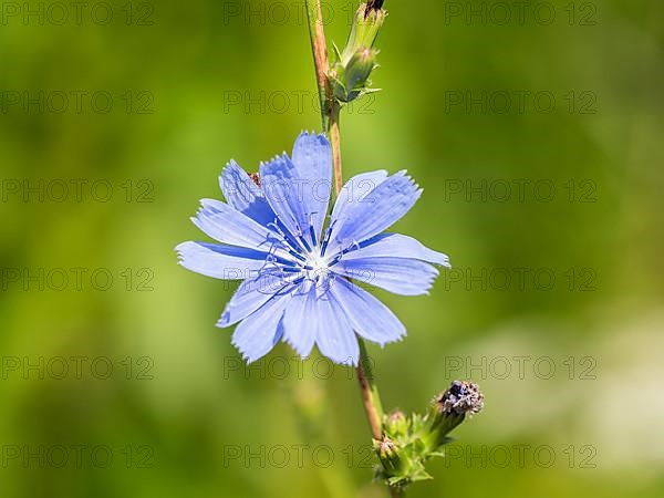 Common chicory,