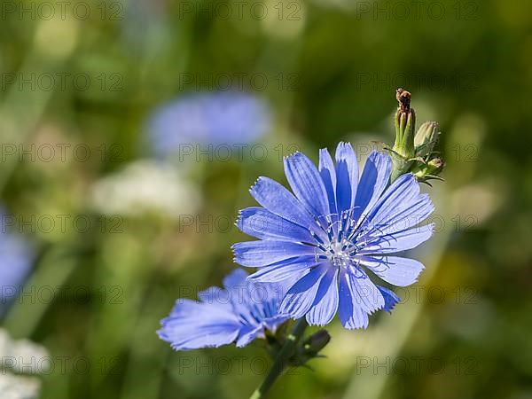 Common chicory,