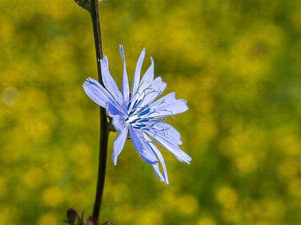 Common chicory,