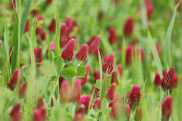 Crimson clover,