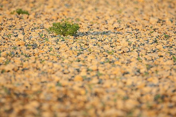 Stone field with green tuft of grass in Karlstadt am Main, Franconia