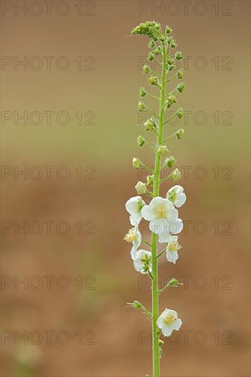 White purple mullein,