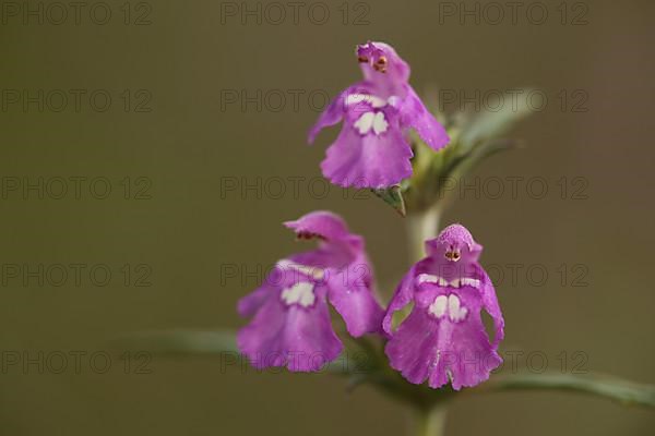 Three little angels flower figures on the galeopsis ladanum var. angustifolia,