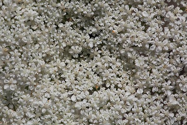 Detail and macro of wild carrot,