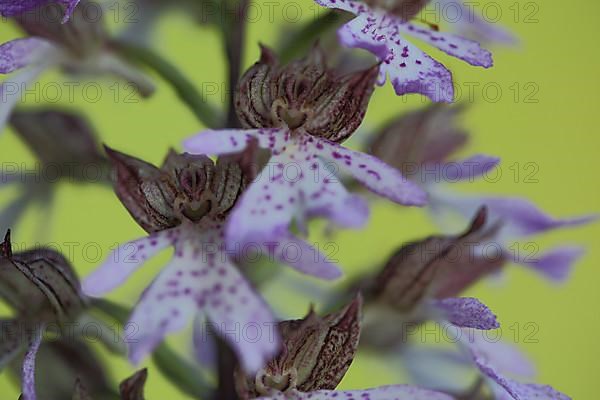 Flower figures on the helmet orchid,