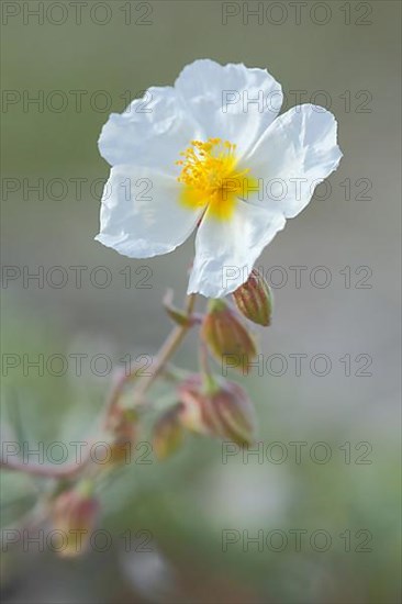 White rock-rose,