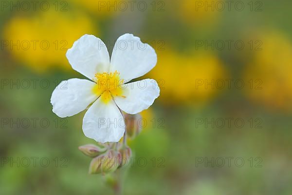 White rock-rose,