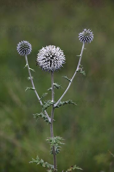 Great globe thistle,