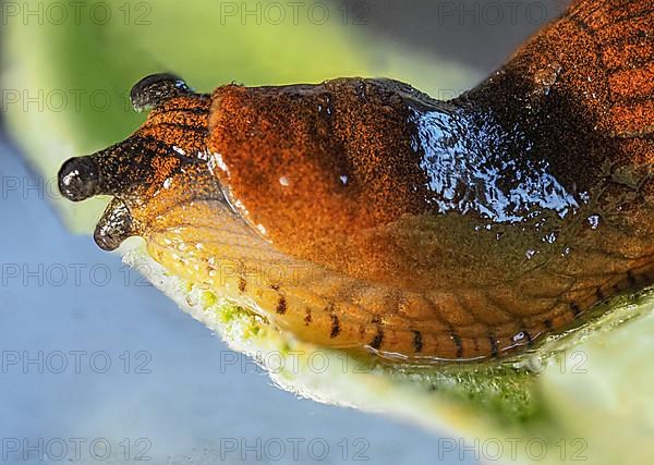 Small nudibranch on sage leaf, macro