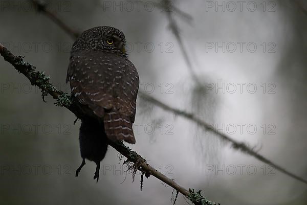 Pygmy Owl,