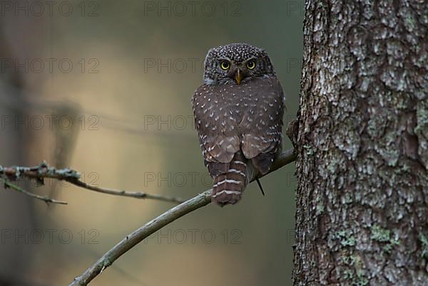 Pygmy owl,