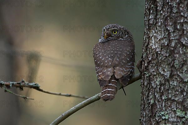 Pygmy owl,