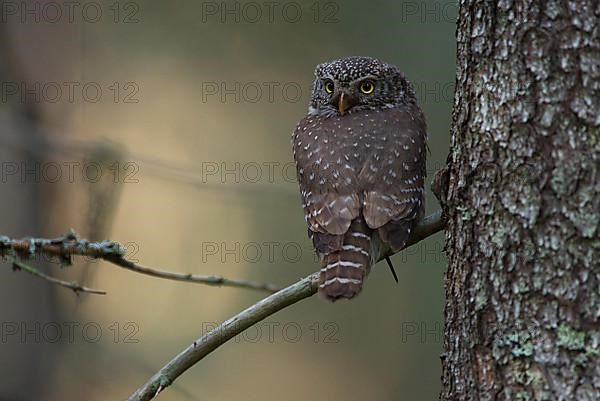 Pygmy owl,