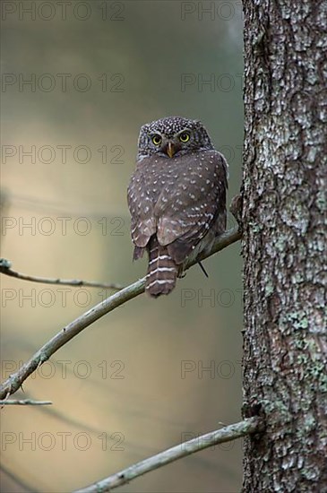 Pygmy owl,