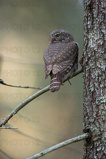 Pygmy owl,