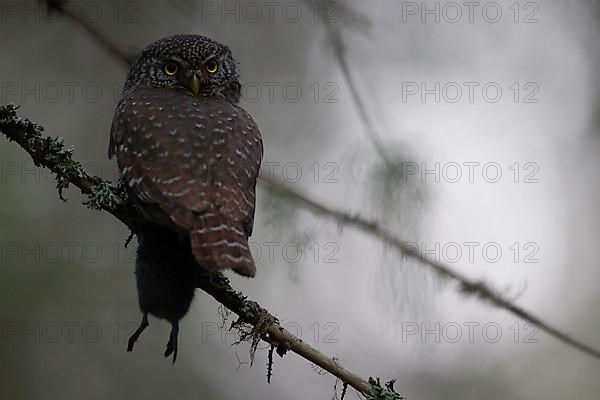 Pygmy Owl,