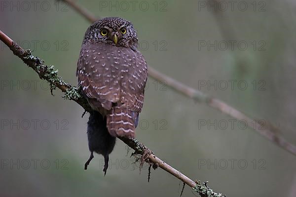 Pygmy Owl,