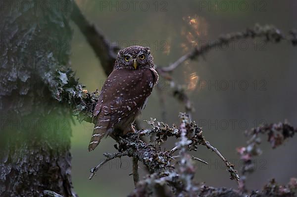 Pygmy owl,