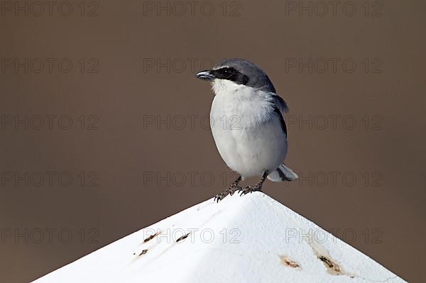 Great Grey Shrike,