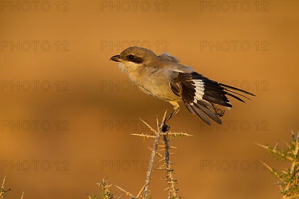 Great Grey Shrike,