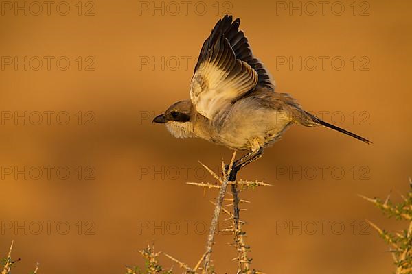 Great Grey Shrike,