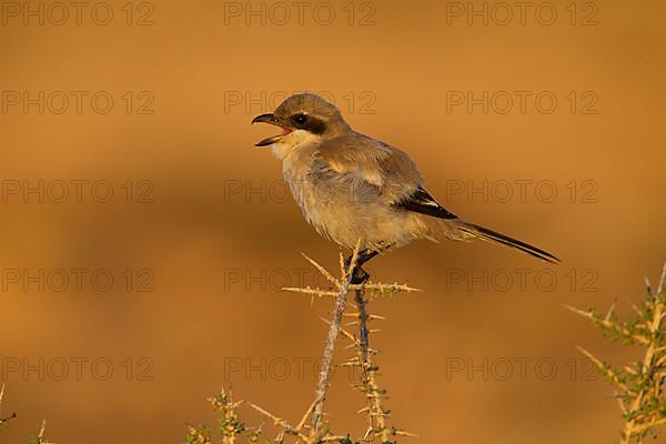 Great Grey Shrike,