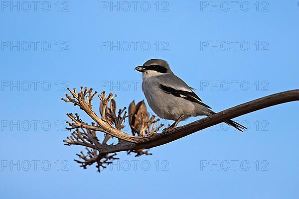 Great Grey Shrike,