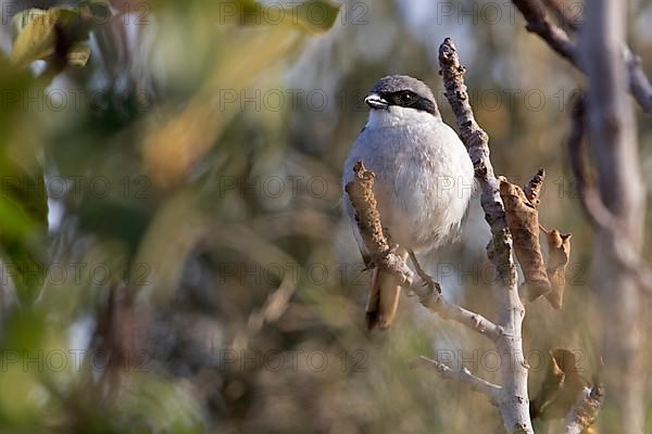 Great Grey Shrike,