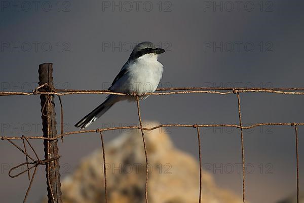 Great Grey Shrike,