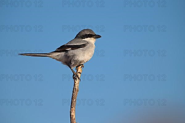 Great Grey Shrike,