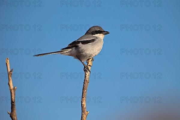 Great Grey Shrike,