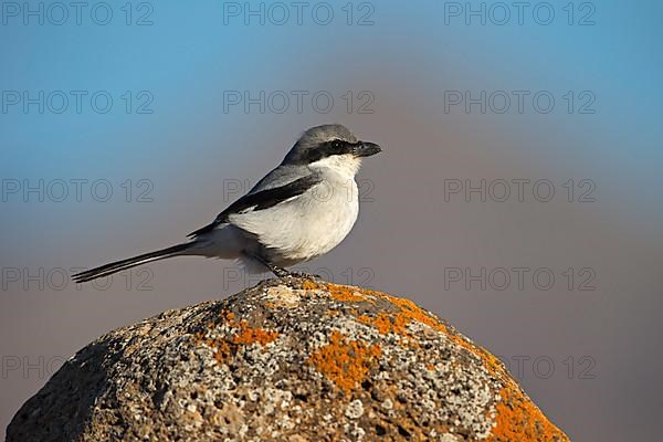 Great Grey Shrike,