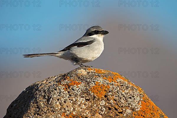 Great Grey Shrike,