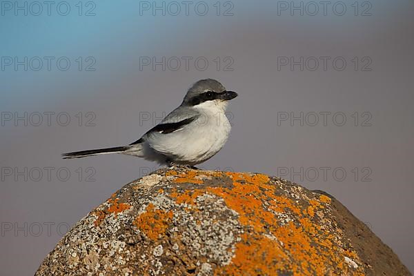 Great Grey Shrike,