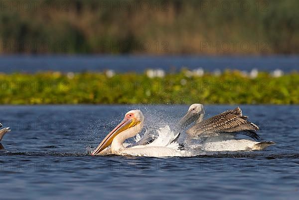 Great white pelican,