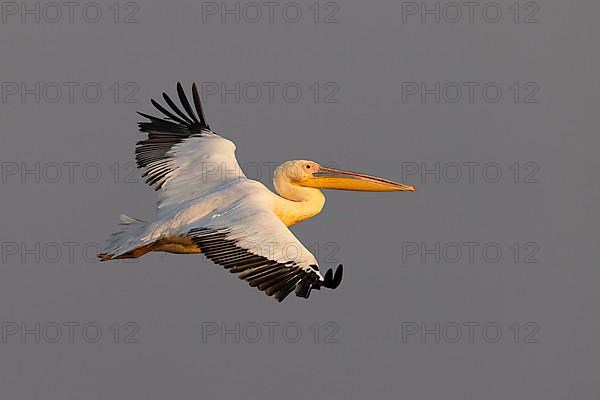 Great white pelican,