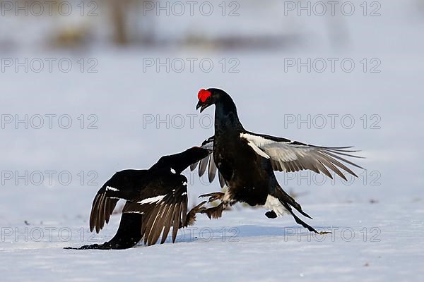 Black grouse, Hamra National Park