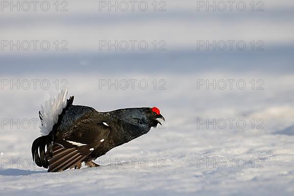 Black grouse, Hamra National Park