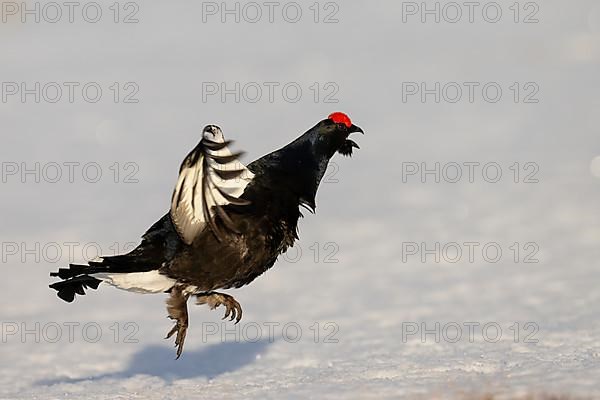 Black grouse, Hamra National Park