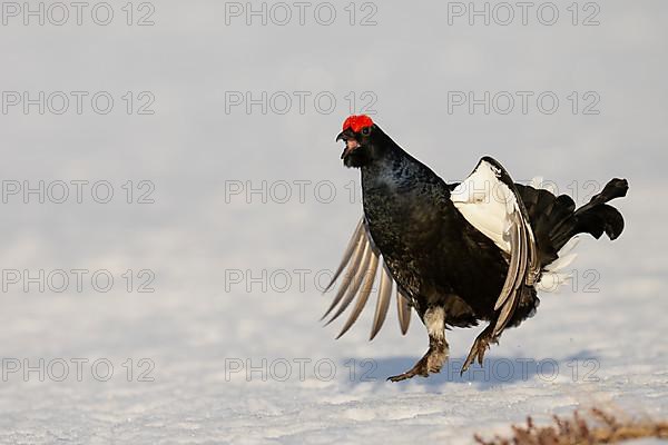 Black grouse, Hamra National Park