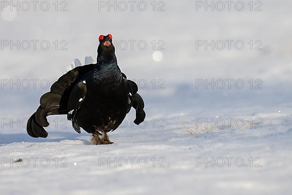 Black grouse, Hamra National Park